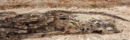 Boa Snake reptiles for sale: Beautiful, Juvenile, Captive-Bred Kenyan Sand Boas - Advert 15