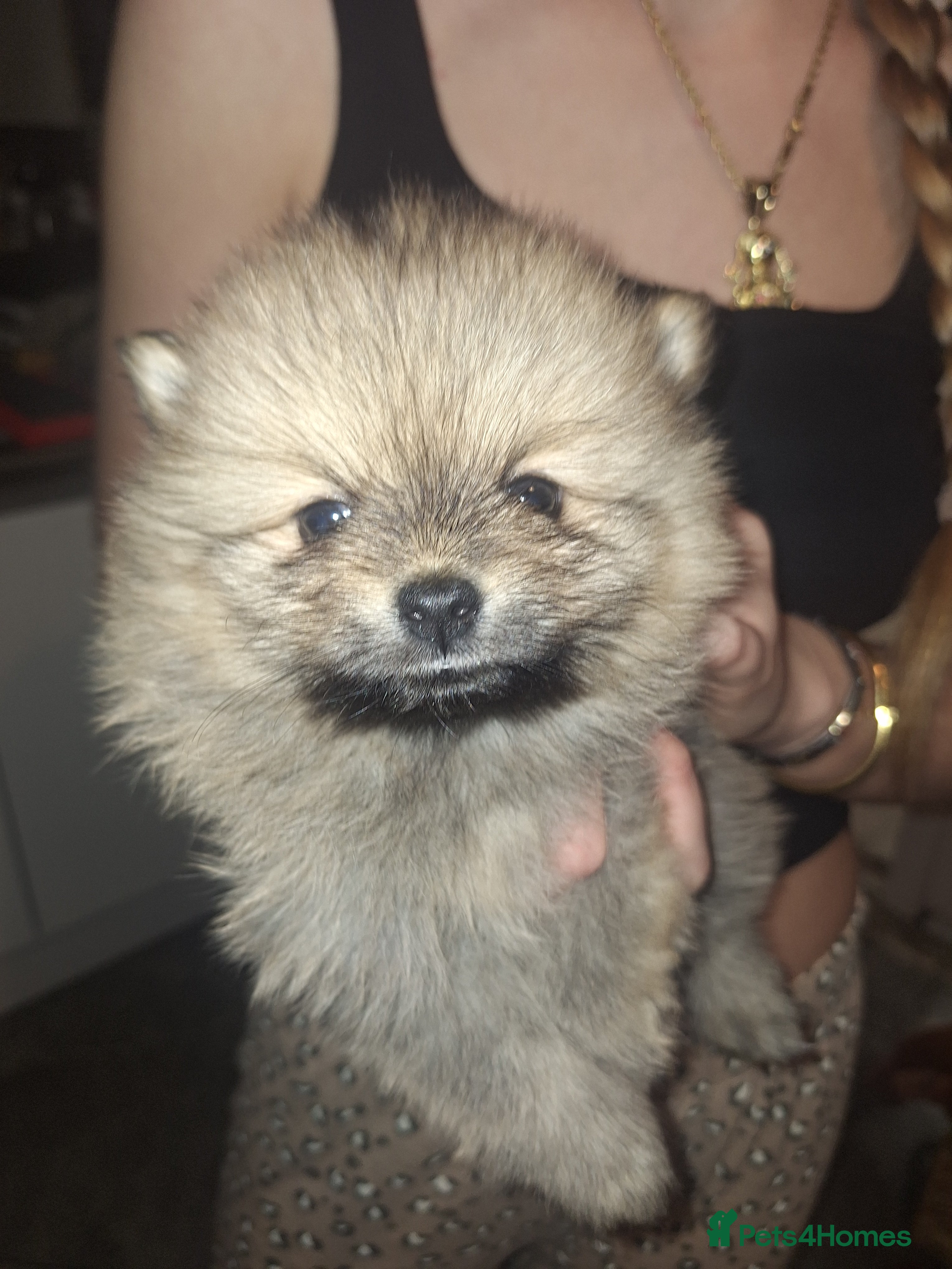 Pomeranian dogs Tiny Pomeranian Pups - Advert 2