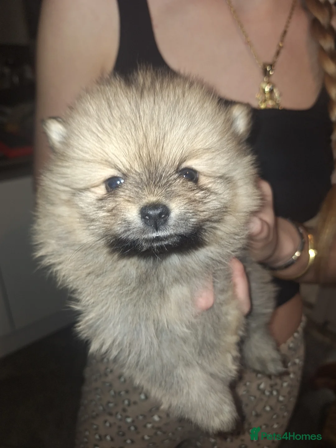 Pomeranian dogs for sale: Tiny Pomeranian Pups - Advert 1
