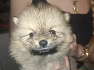 Pomeranian dogs Tiny Pomeranian Pups - Advert 1