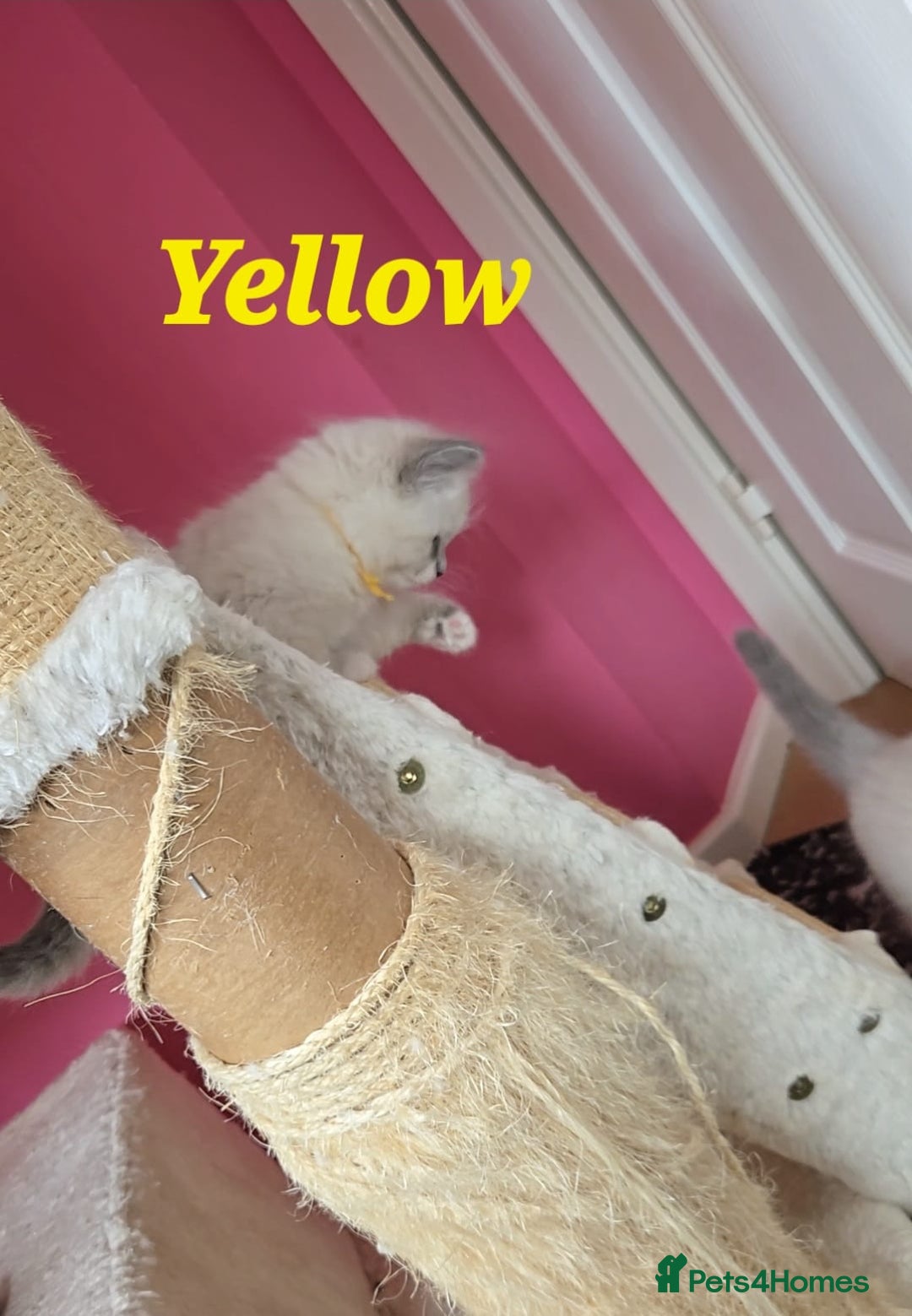 Ragdoll cats for sale: Pure Ragdoll Kittens (Mitted) - Image 8