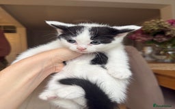 Ragdoll cats for sale: 2 female kittens for sale - Image 3