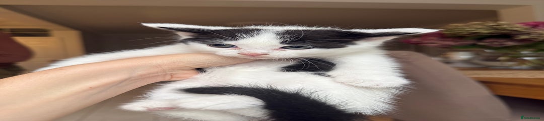 Ragdoll Kitten 2