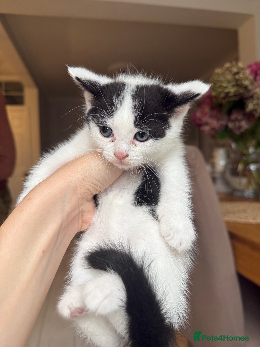 Ragdoll cats for sale: 2 female kittens for sale - Image 3