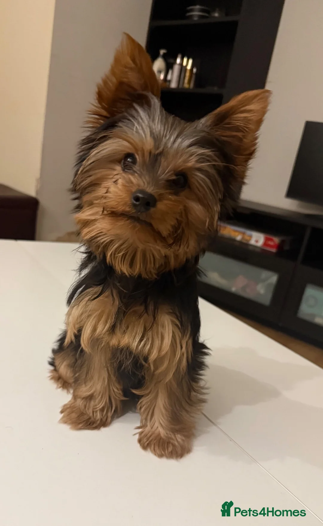 Yorkshire Terrier dogs for sale: Beautiful Yorkshire Terrier Girl Puppy - Advert 3