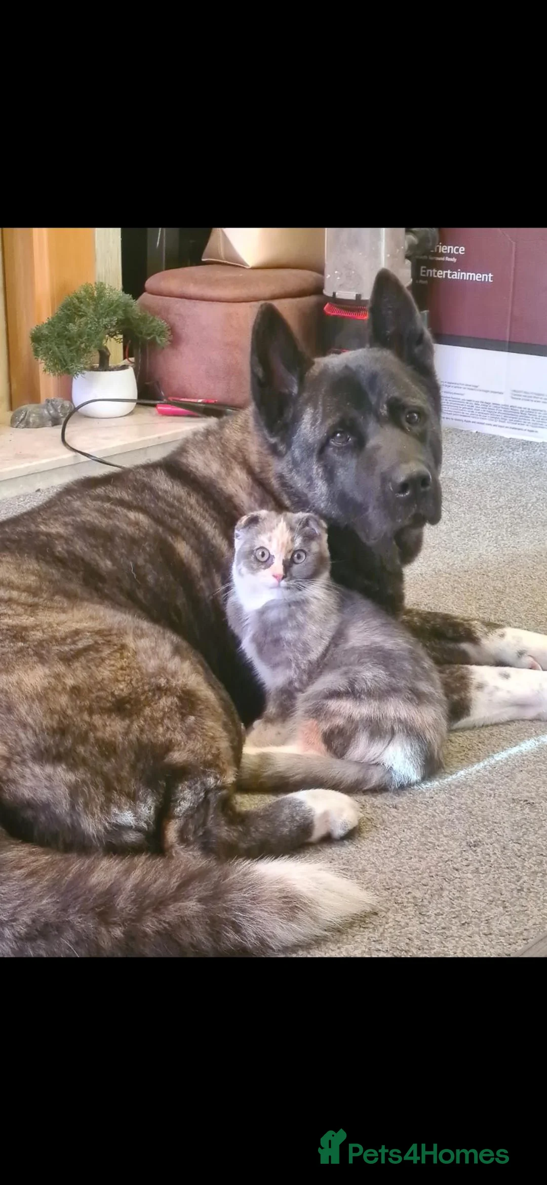 Akita dogs for sale: Free to the right home - Advert 2