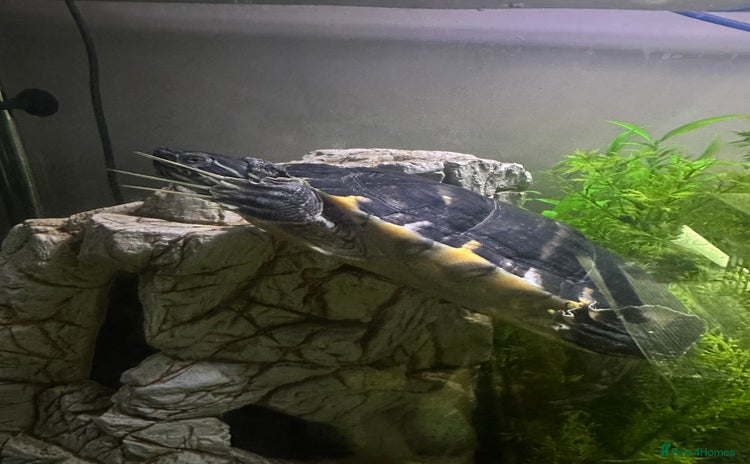 Turtle reptiles Cooters Turtle - Advert 2