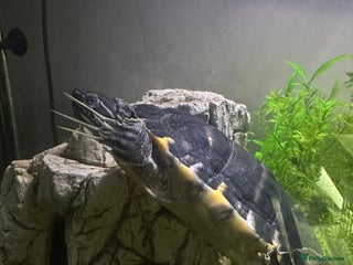 Turtle reptiles Cooters Turtle - Advert 2