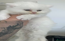 British Longhair cats for sale: British Longhair GCCF Registered  - Image 11