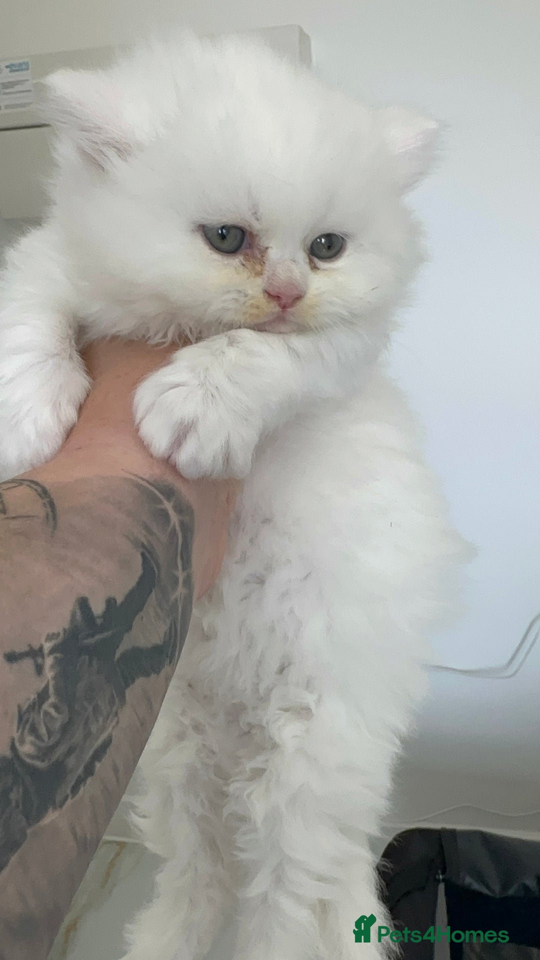 British Longhair cats for sale: British Longhair GCCF Registered  - Image 11