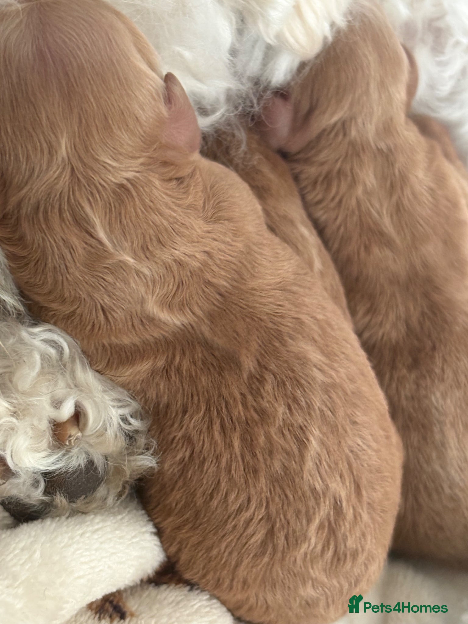 Miniature Poodle dogs for sale: Red Miniature poodle puppy’s 🐩🤍🐾 in Diss - Advert 13