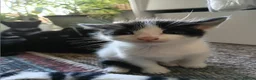 Mixed Breed cats for sale: 7 adorable kittens ready in September - Advert 7