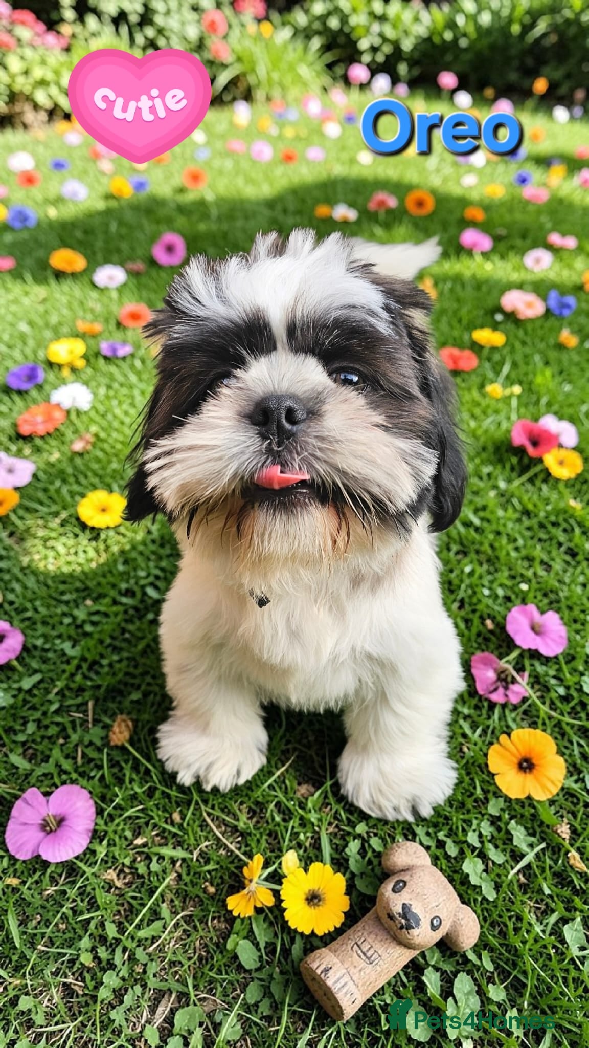 Shih Tzu dogs  💞 ONE BEAUTIFUL BOY AVAILABLE NOW💕 - Advert 10
