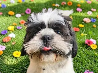 Shih Tzu dogs 💞 ONE BEAUTIFUL BOY AVAILABLE NOW💕 - Advert 1