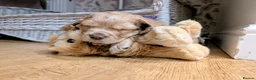 Cocker Spaniel dogs for sale: KC REGISTERED WORKING COCKER SPANIEL PUPPIES  - Advert 14