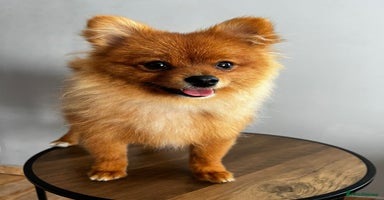 Pomeranian dogs - Advert 2