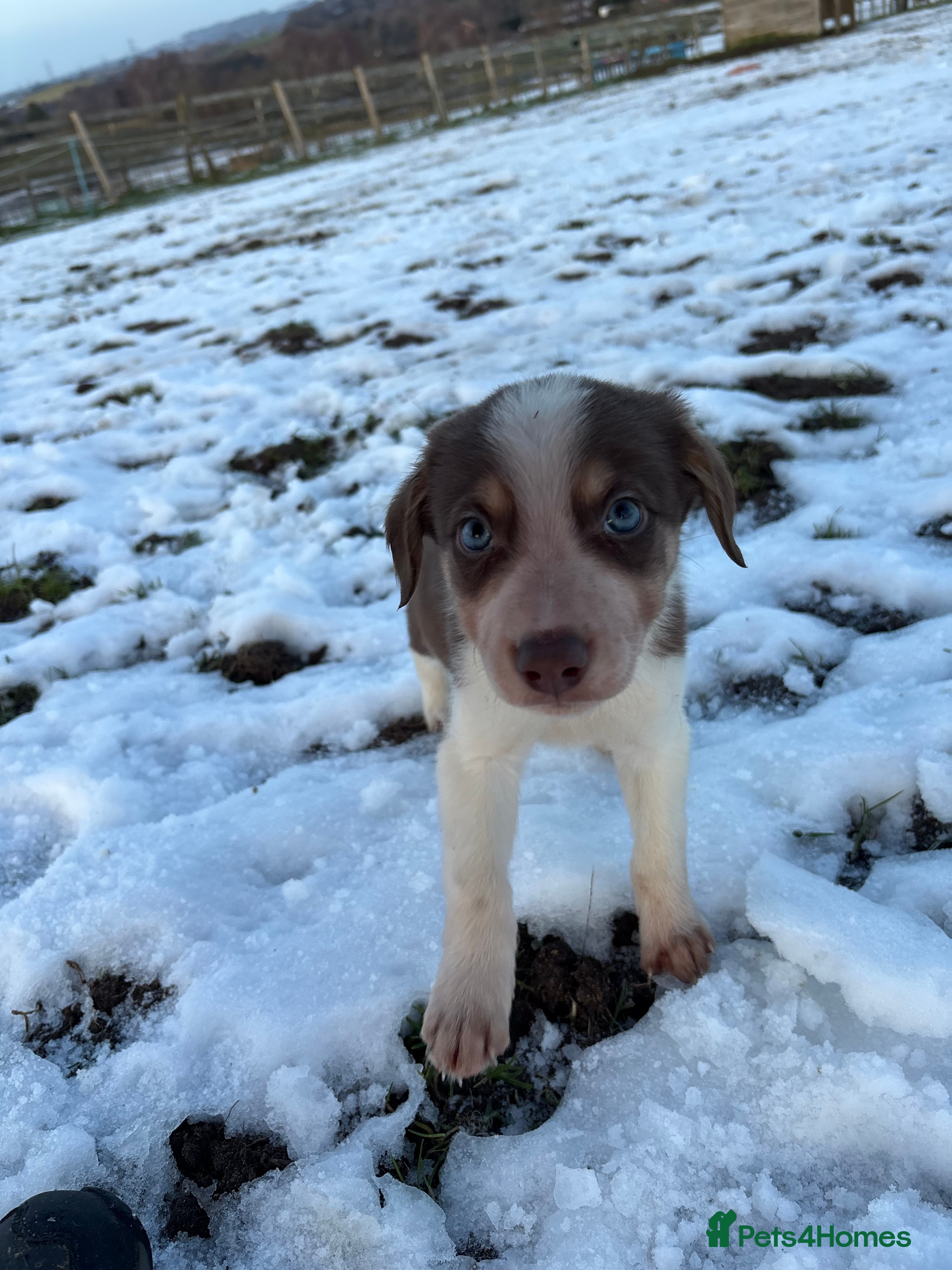 Border Collie dogs Ready to leave, health checked border collies  - Advert 2