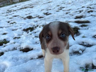 Border Collie dogs Ready to leave, health checked border collies - Advert 2