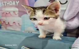 European cats for sale: 5 European Kittens for sale.  - Image 10