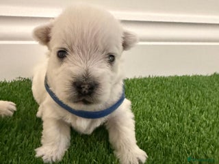 West Highland Terrier dogs KC West Highland Terriers 🧬 Health Tested Parents - Advert 2