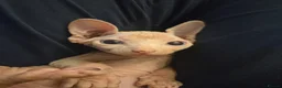 Sphynx cats for sale: Spectacular Sphynx kittens TICA & GCCF  DBE - Advert 6