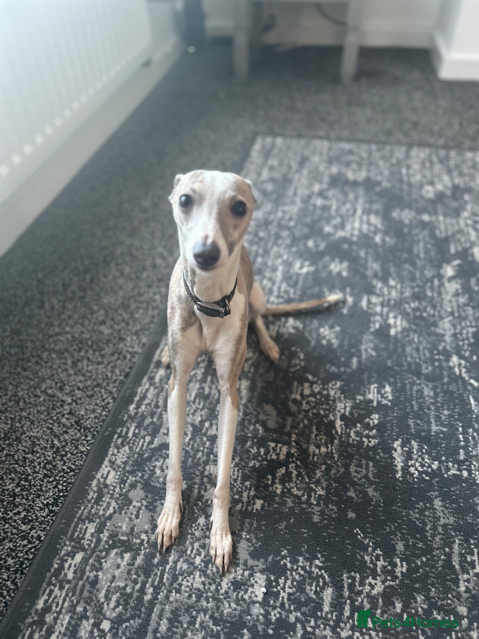 Italian Greyhound dogs Italian Greyhound  - Advert 9