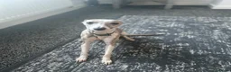 Italian Greyhound dogs for sale: Italian Greyhound  - Advert 1