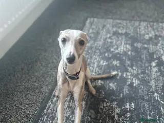Mixed Breed dogs Italian Greyhound - Advert 1