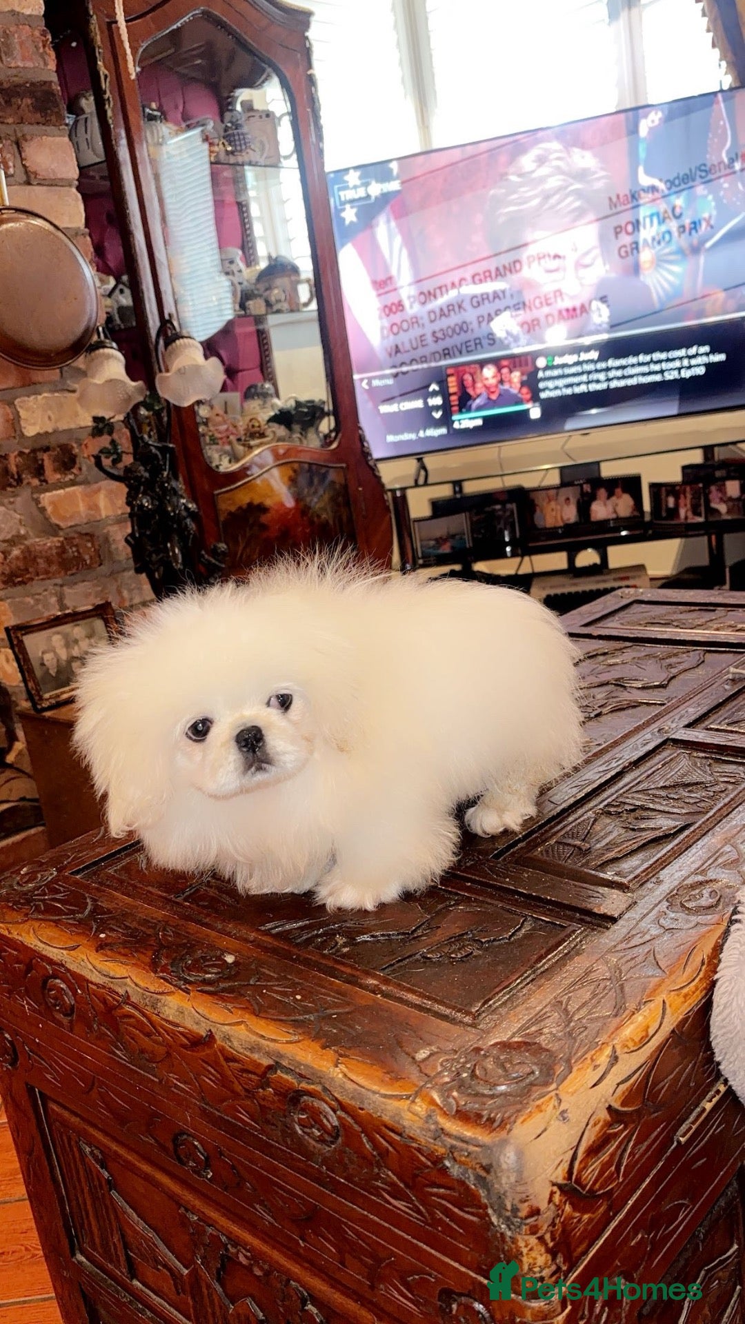 Pekingese dogs Stunning high quality Pekingese puppies  - Advert 4