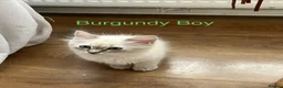 Siberian cats for sale: Amazing Siberian Neva Masquerade/Ragdoll kittens  - Advert 30