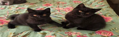 British Shorthair 2 black boy