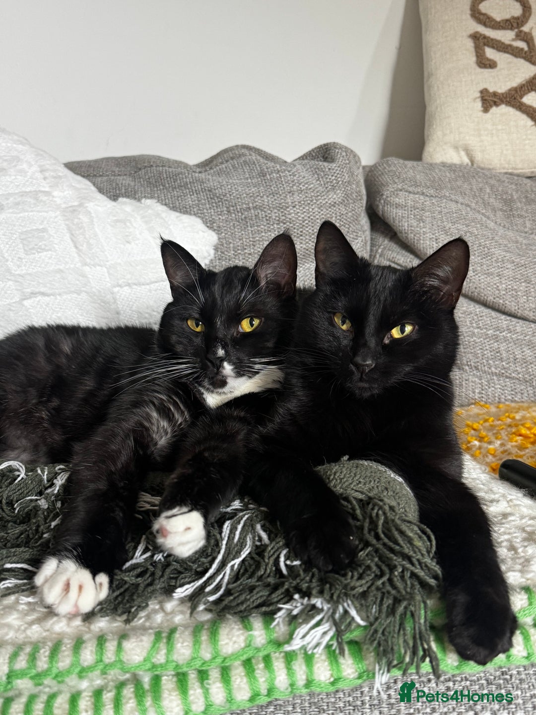 Mixed Breed cats for sale: Moggy cat ‘Florence / Flo’ - Advert 4