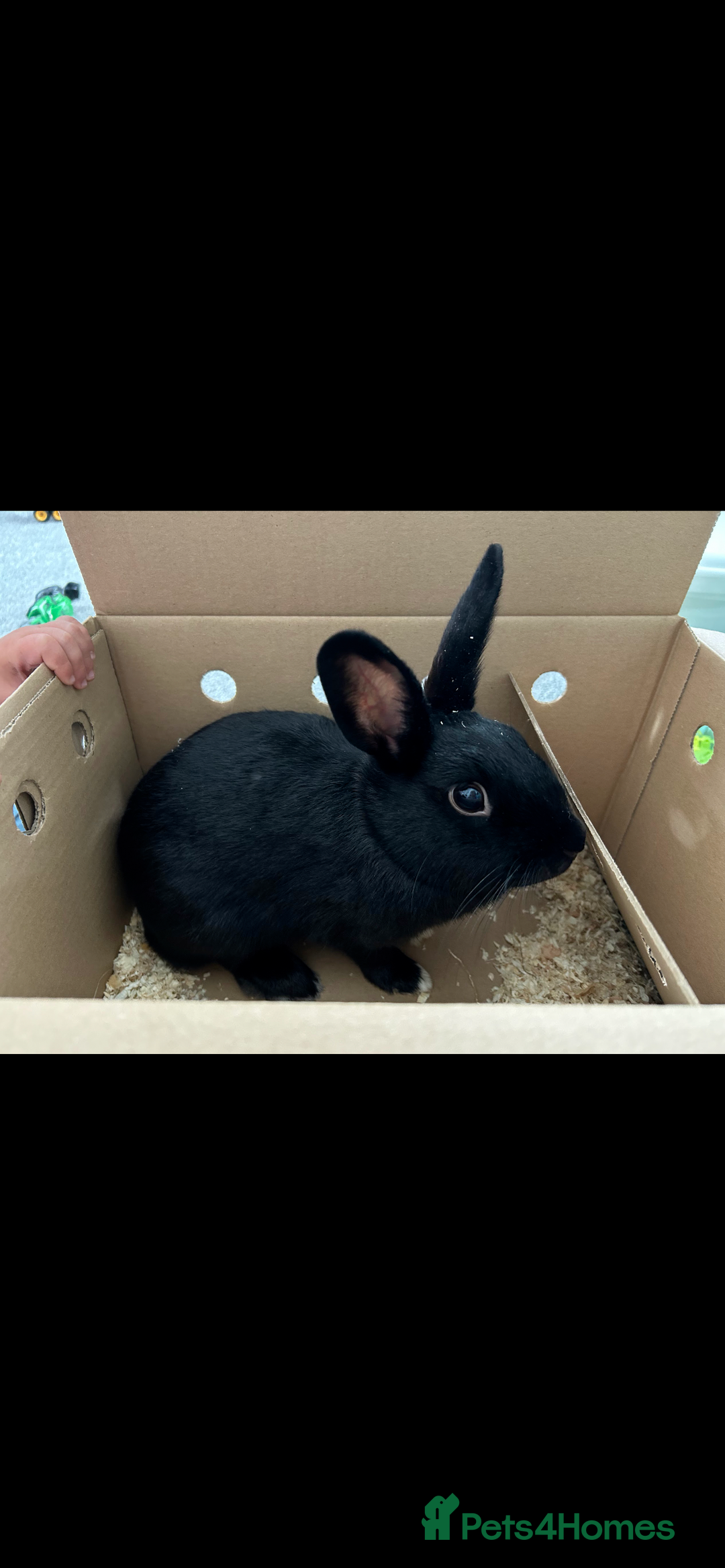 Rex rabbits for sale: 1.5 year old bunny & set up  - Image 2