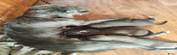 Bedlington Terrier dogs for sale: bedlington whippet puppies. - Advert 1