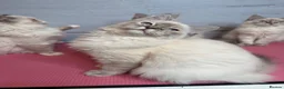 Perdoll cats for sale: ⭐️Ready Now  kittens  - Advert 11