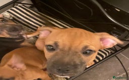 Mixed Breed dogs for sale: French bulldog cross jack russell pups for sale. - Image 6
