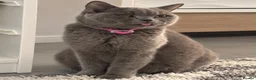 British Shorthair cats for sale: 🐾 Beautiful Blue British Shorthair A – Puds 🐾 - Advert 1