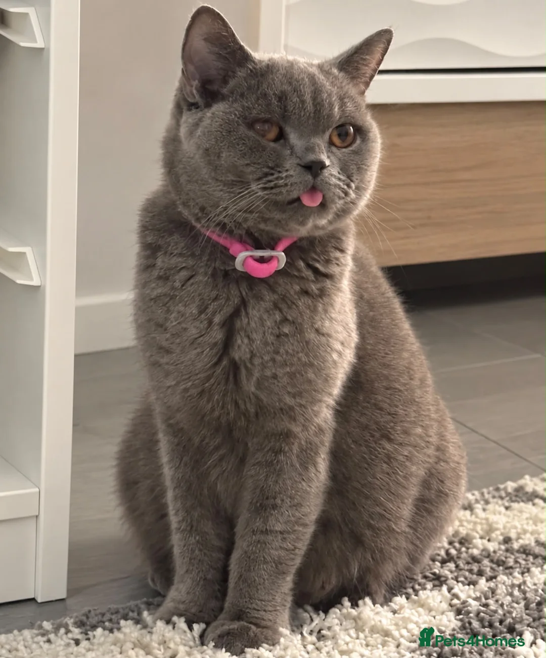 British Shorthair cats for sale: 🐾 Beautiful Blue British Shorthair A – Puds 🐾 - Advert 1