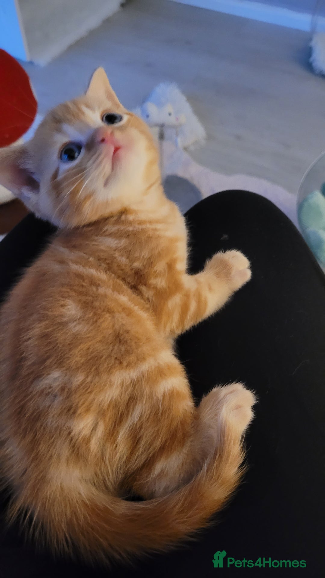 British Shorthair cats for sale: 1 stunning British shorthair boys left to reserve  - Image 1