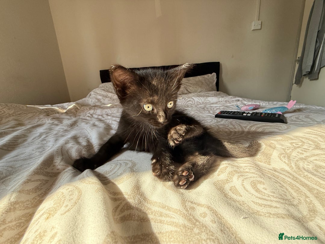Mixed Breed cats for sale: 3 beautiful kittens available - Image 37