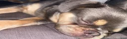 Frug dogs for sale: Baby Bailey  - Advert 15
