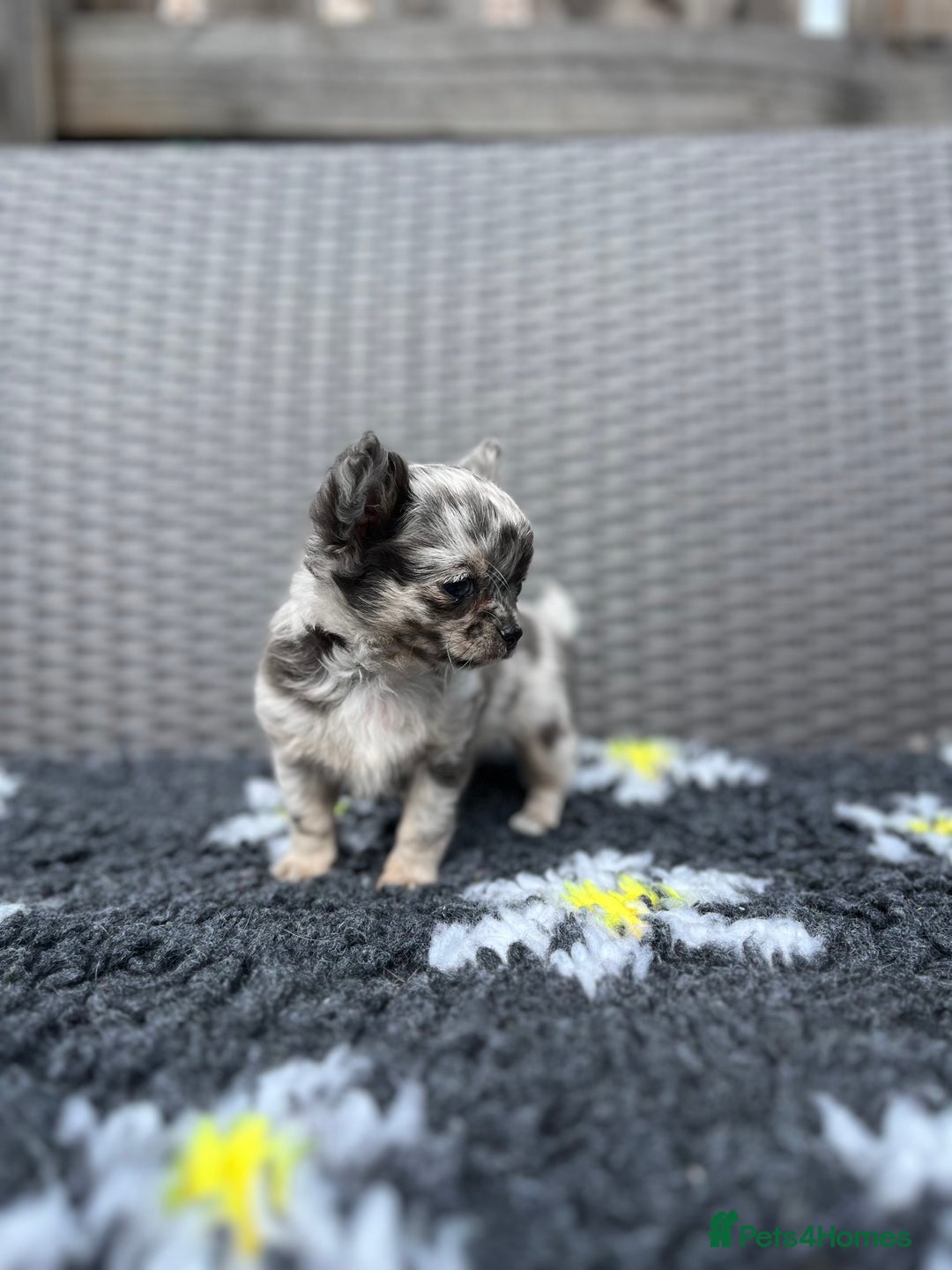 Chihuahua dogs for sale: Absolutely Stunning Merle Chihuahua Boy - Image 2