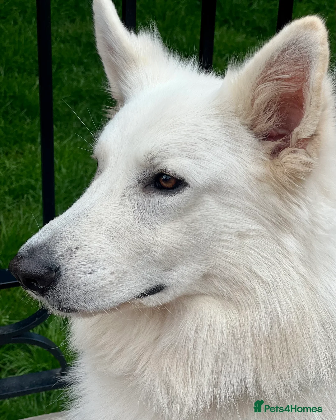 White Swiss Shepherd dogs for stud: White Swiss Shepherd Dog at Stud (Long Coat) in Nelson - Advert 17