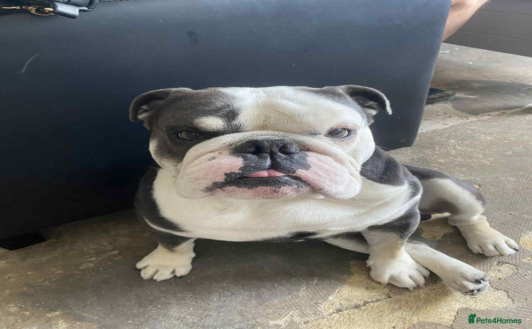 English Bulldog dogs - Advert 1