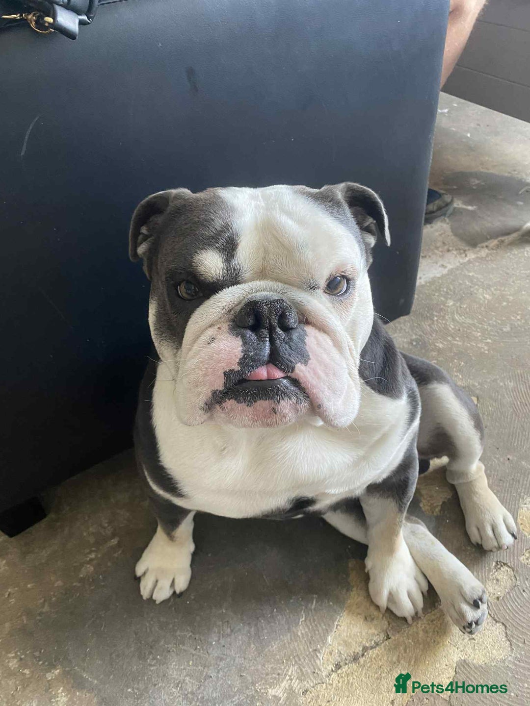 English Bulldog dogs for sale: English bulldog  - Image 1
