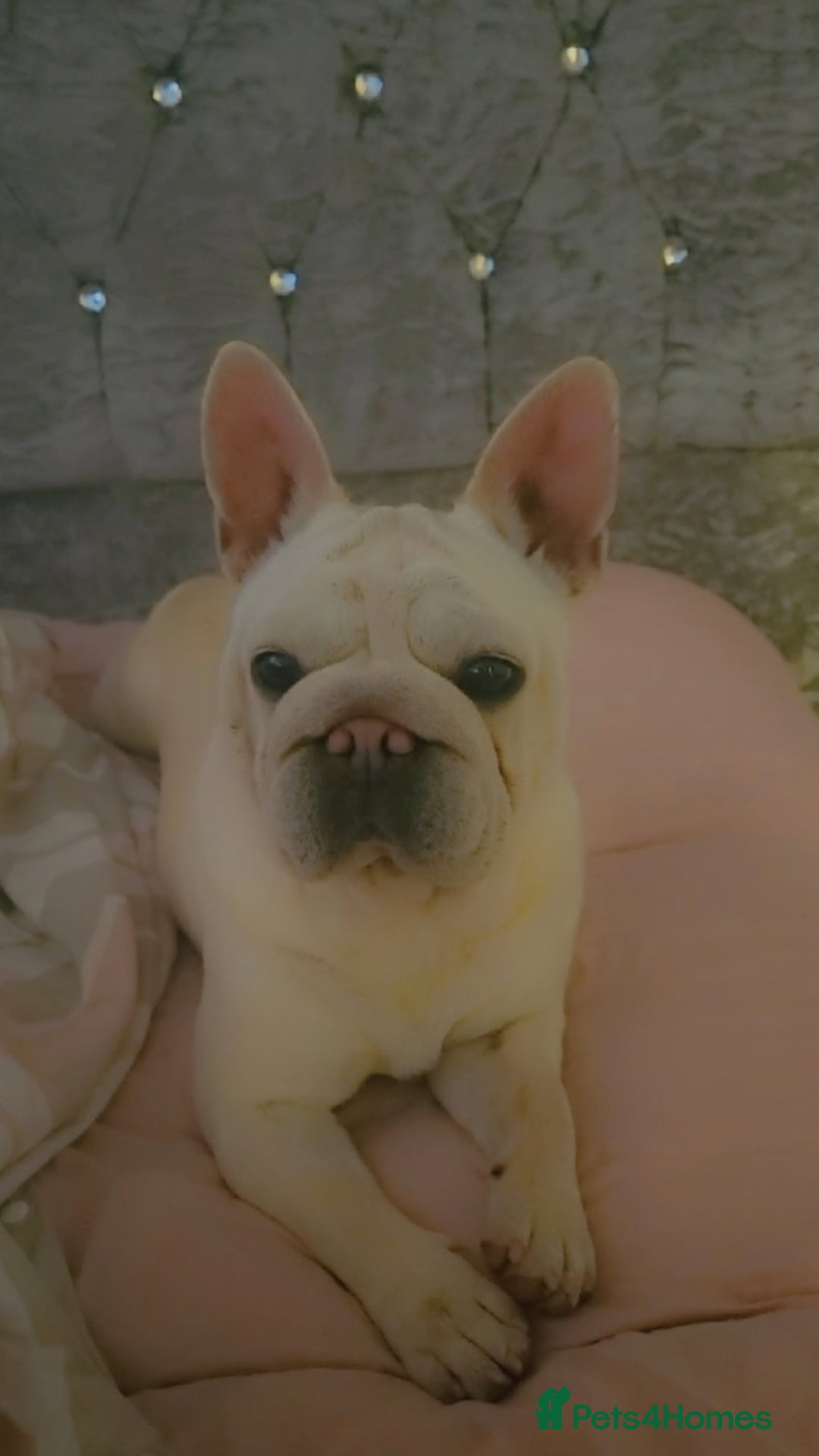 French Bulldog dogs for sale:   HIGH DNA FOR THE LOW ££ BR frenchie boys - Advert 12