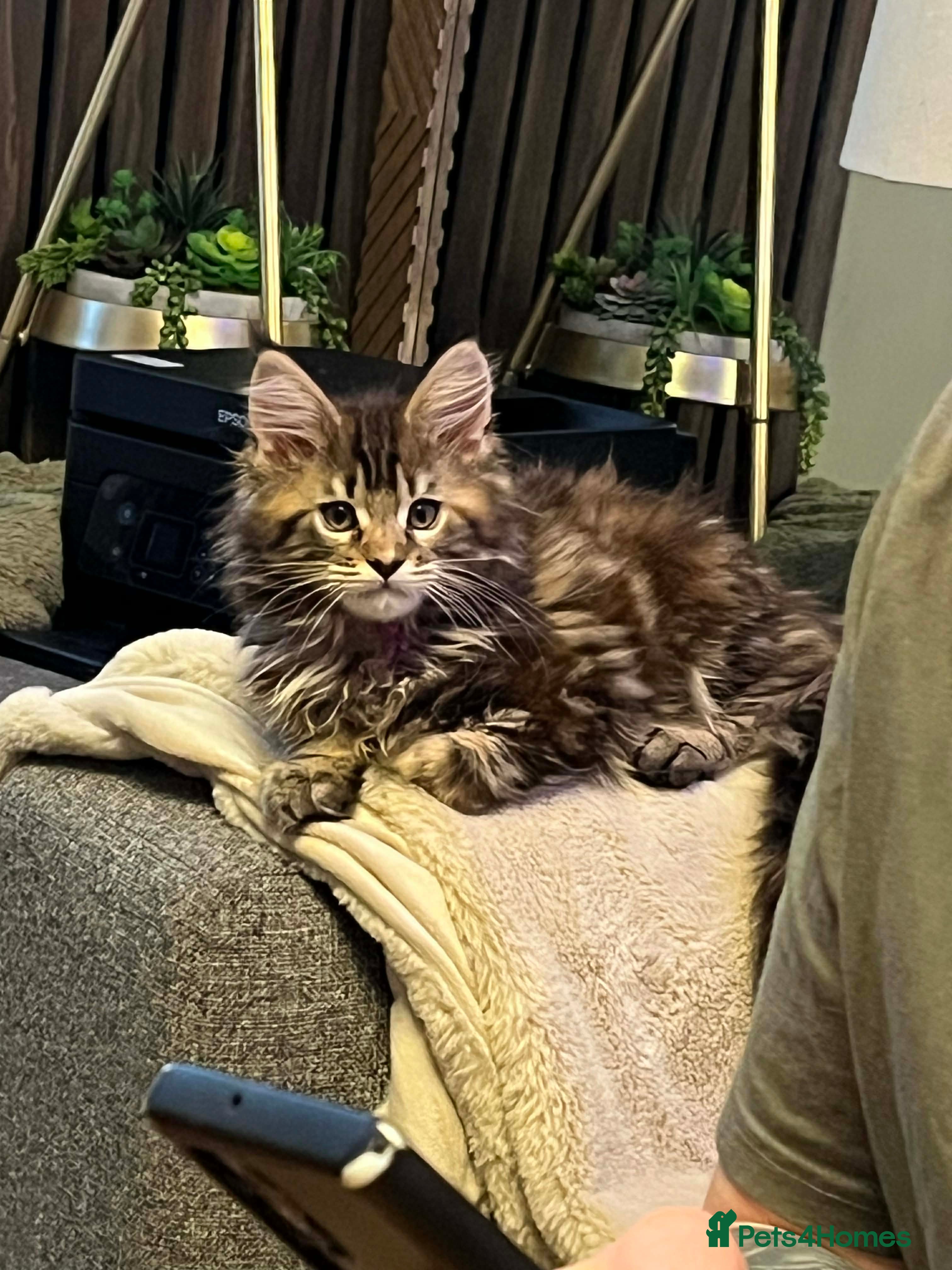 Maine Coon cats Pure Maine Coon Kittens **LAST ONE** - Advert 9