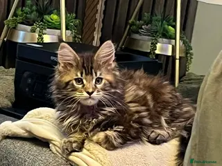 Maine Coon cats Pure Maine Coon Kittens **LAST ONE** - Advert 9