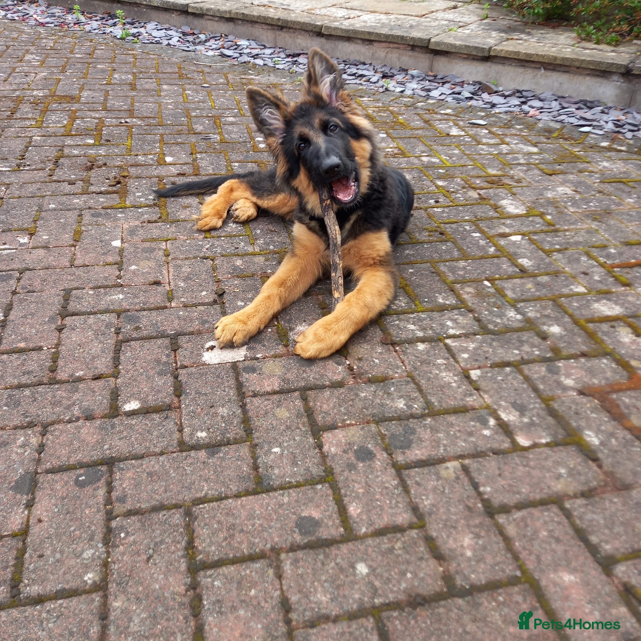German Shepherd dogs Kc German Shepard long haired  - Advert 2