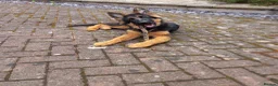 German Shepherd dogs for sale: Kc German Shepard long haired  - Advert 2
